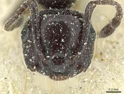 Image of Crematogaster laestrygon Emery 1869