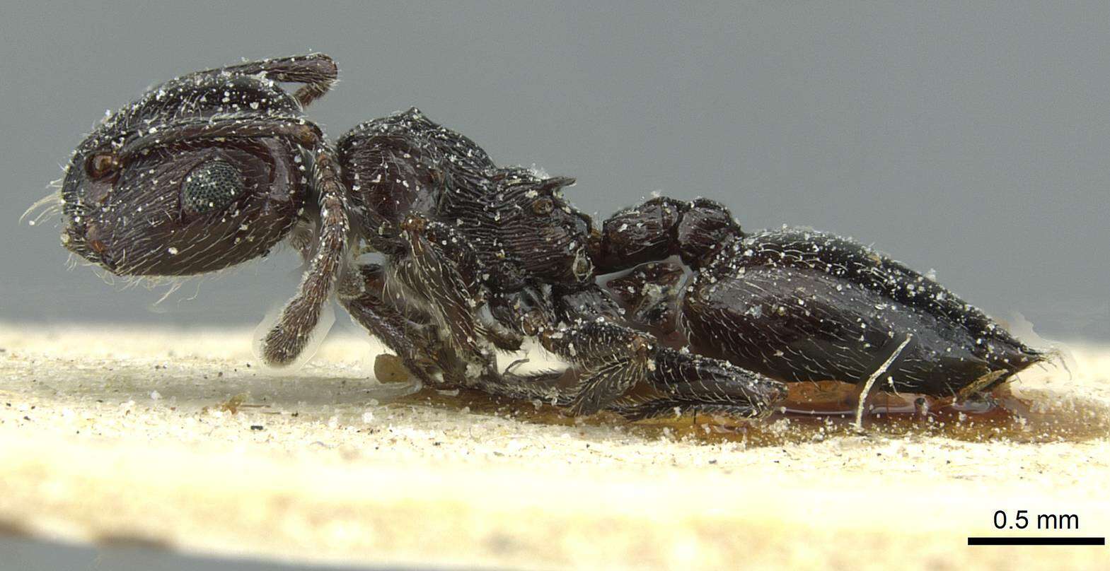 Image of Crematogaster laestrygon Emery 1869