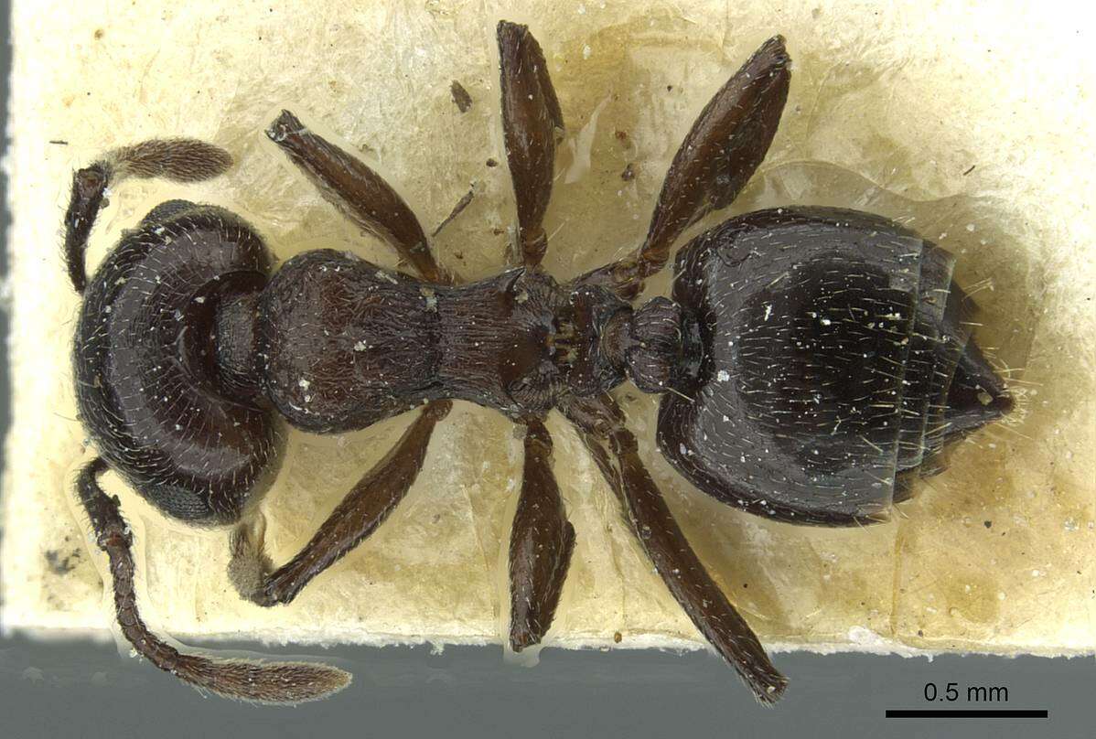 Image of Crematogaster laestrygon Emery 1869