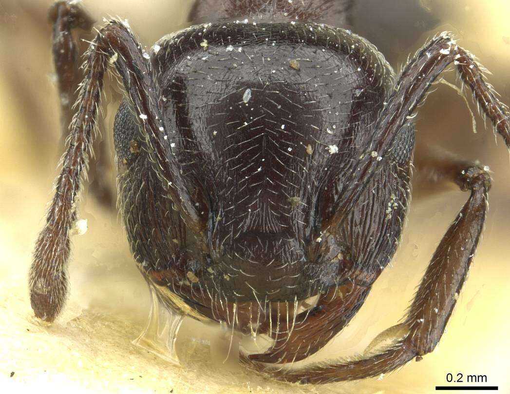 Image of Crematogaster laestrygon Emery 1869