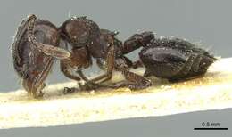 Image of Crematogaster laestrygon Emery 1869