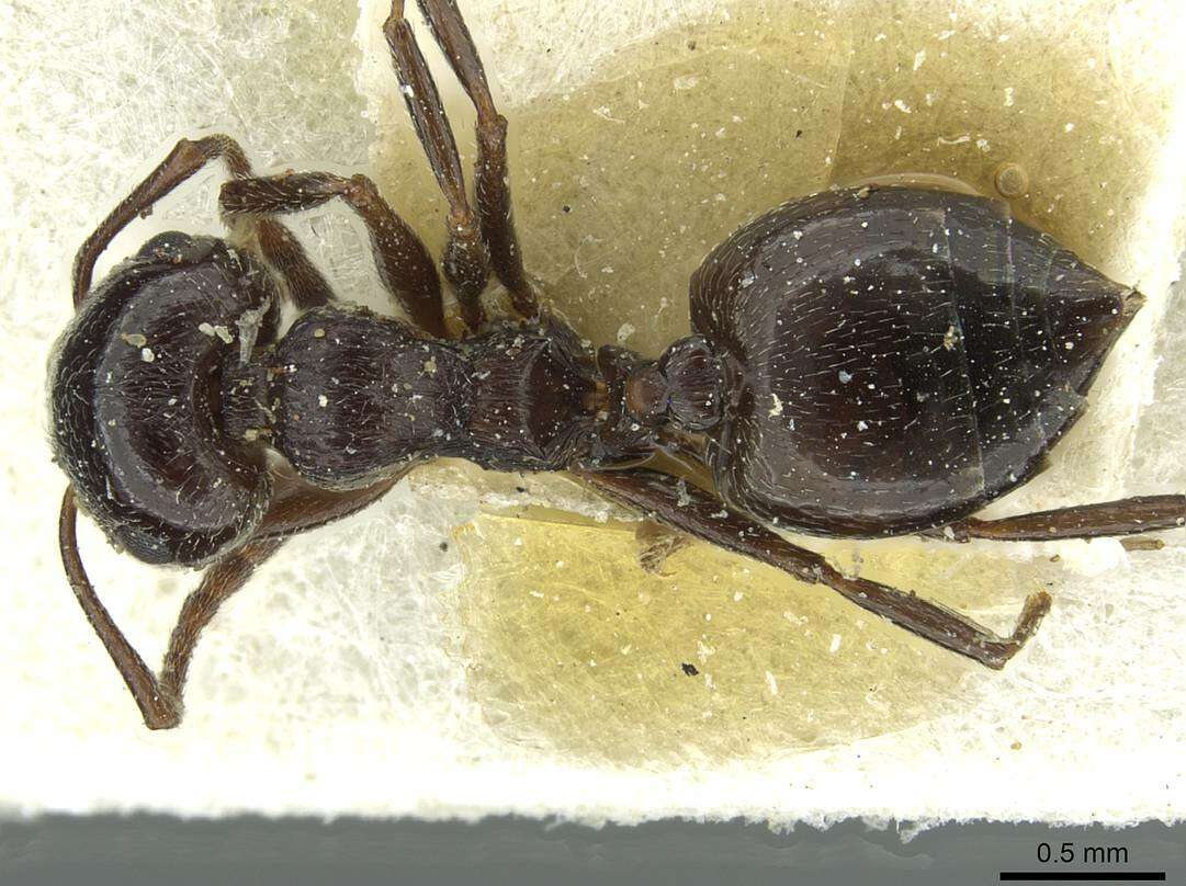 Image of Crematogaster laestrygon Emery 1869