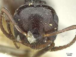 Image of Crematogaster laestrygon Emery 1869