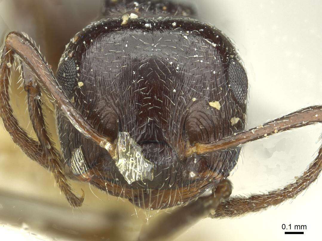 Image of Crematogaster laestrygon Emery 1869