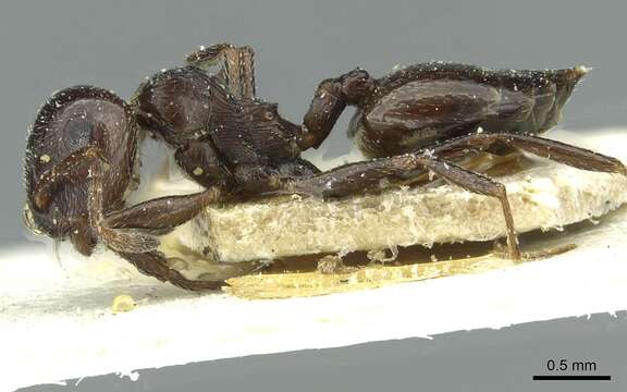 Image of Crematogaster laestrygon Emery 1869