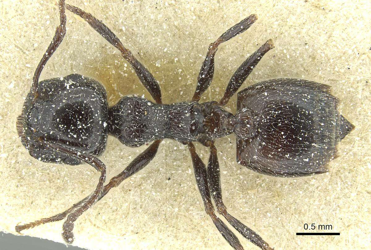 Image of Crematogaster laestrygon Emery 1869