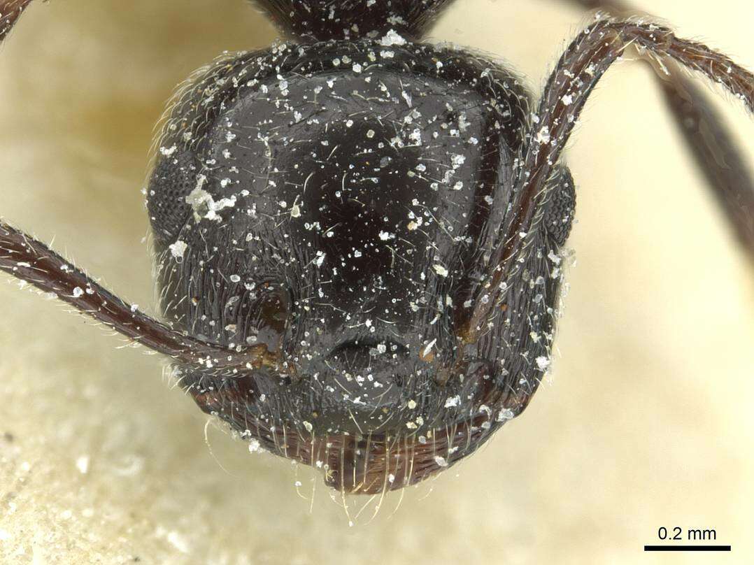 Image of Crematogaster laestrygon Emery 1869