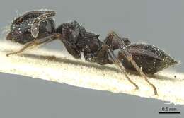 Image of Crematogaster laestrygon Emery 1869