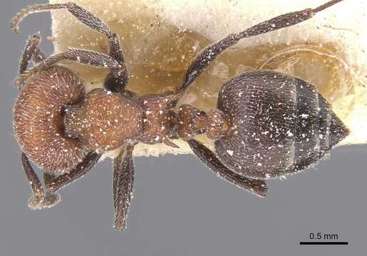 Image of Crematogaster mimosae Santschi 1914