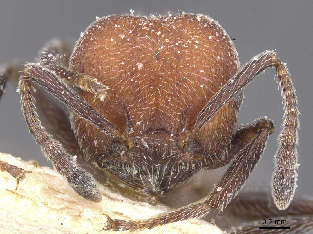 Image of Crematogaster mimosae Santschi 1914