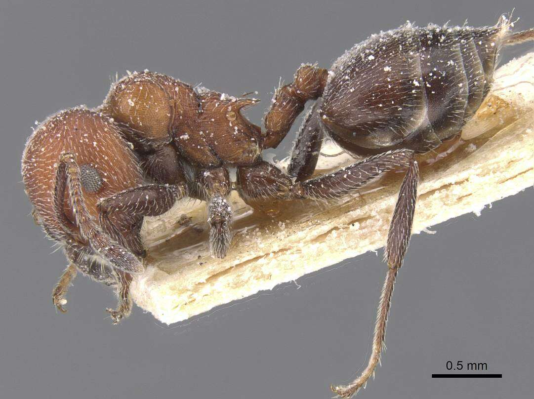 Image of Crematogaster mimosae Santschi 1914