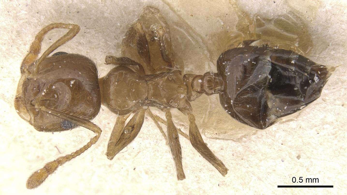 Image of Crematogaster politula Forel 1902