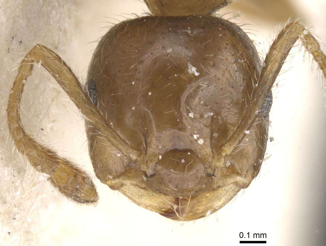 Image of Crematogaster politula Forel 1902