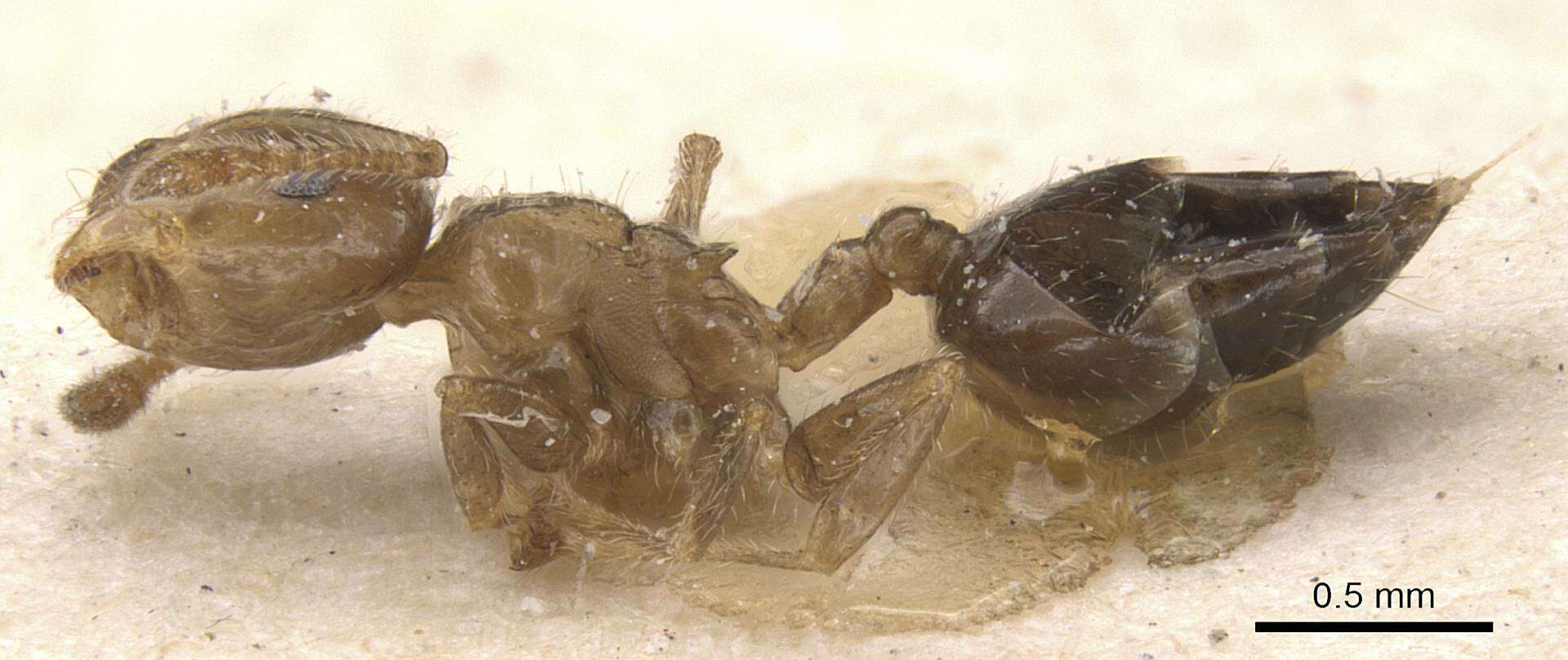 Image of Crematogaster politula Forel 1902