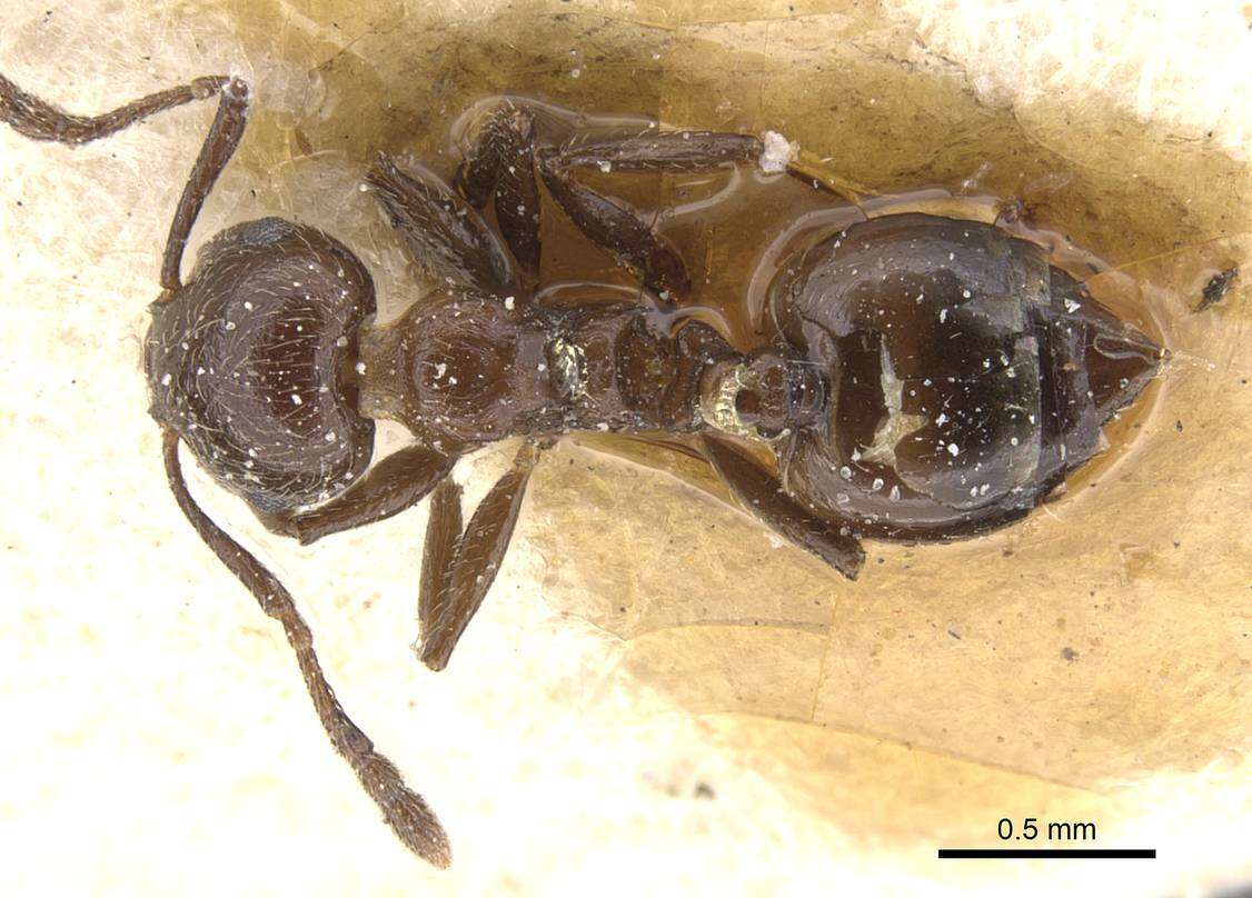 Image of Crematogaster politula Forel 1902