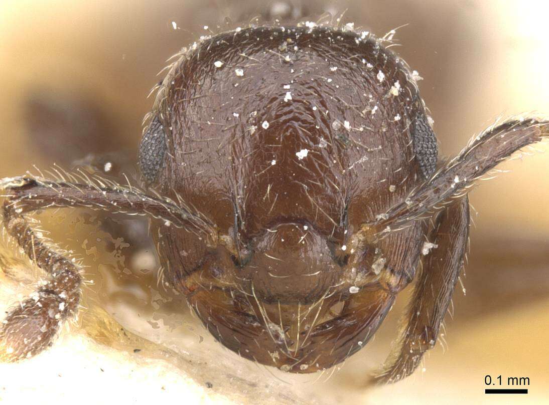 Image of Crematogaster politula Forel 1902