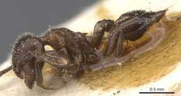 Image of Crematogaster politula Forel 1902