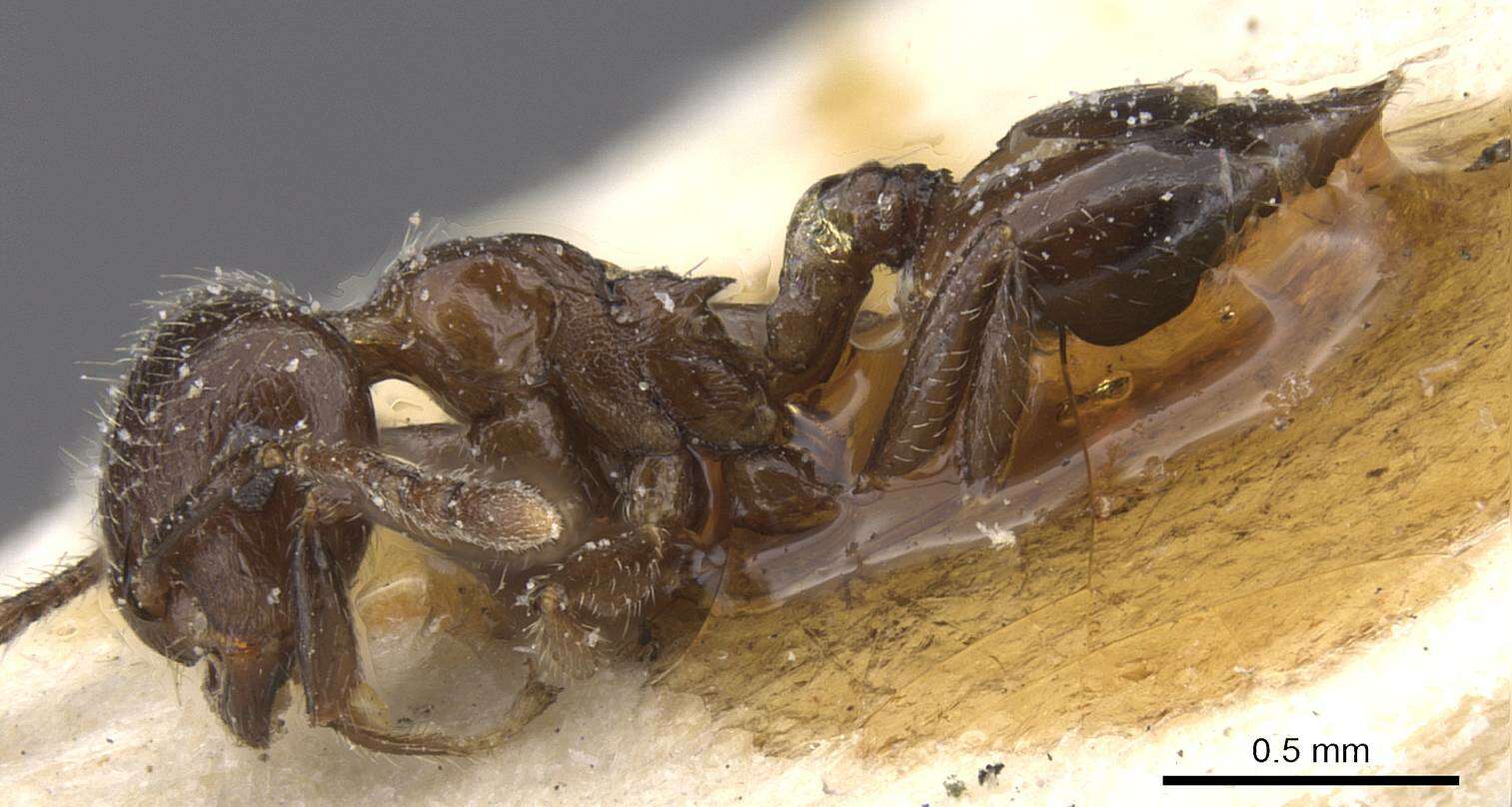 Image of Crematogaster politula Forel 1902