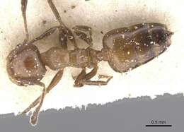 صورة <i>Crematogaster reticulata</i>