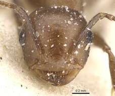 صورة <i>Crematogaster reticulata</i>