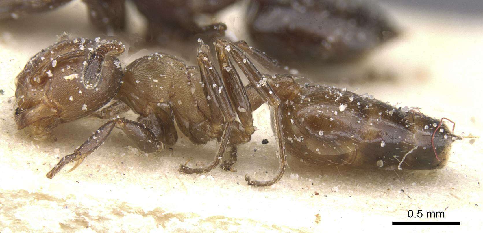 صورة <i>Crematogaster reticulata</i>