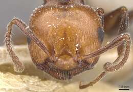 Crematogaster resmi