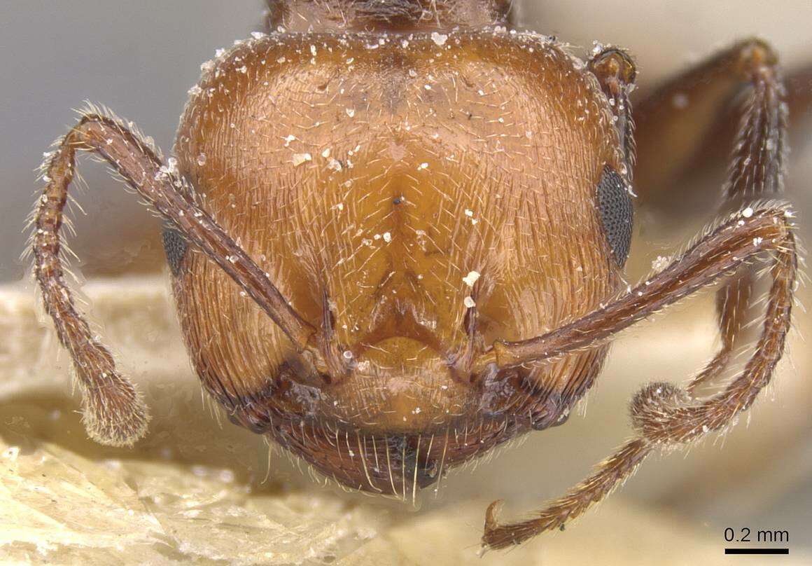 Crematogaster resmi