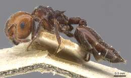 Crematogaster resmi