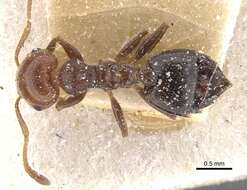 Crematogaster resmi