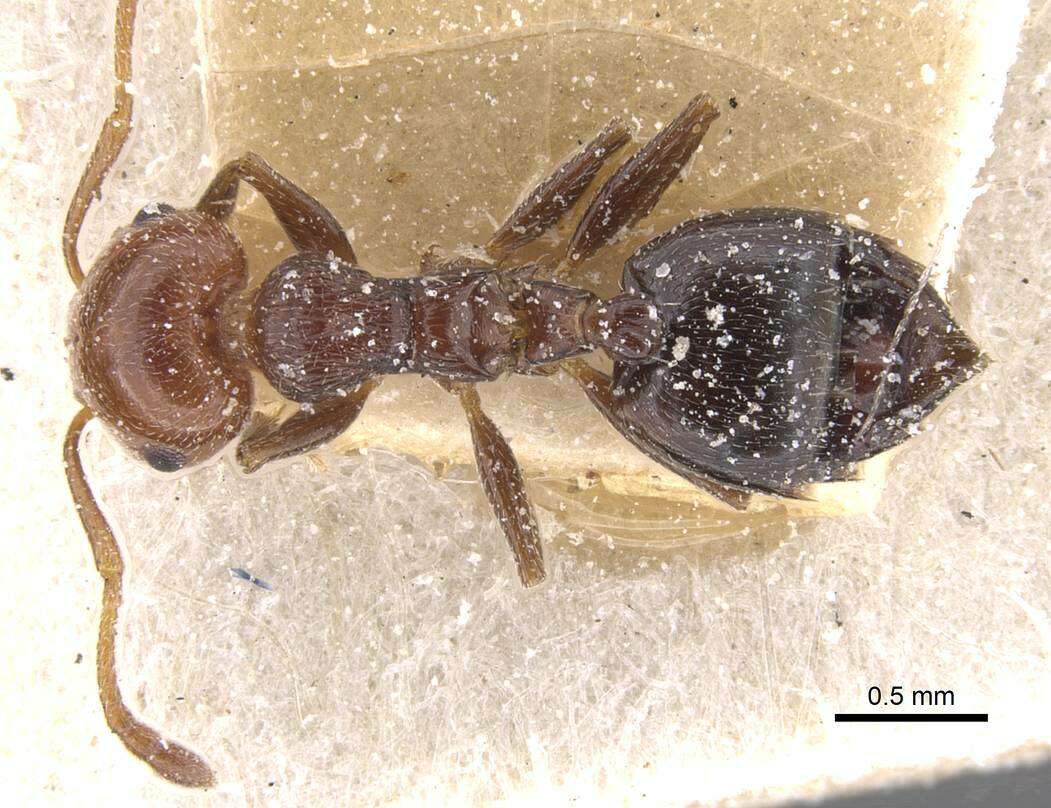 Crematogaster resmi