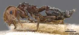 Crematogaster resmi