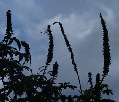 Image of Cleome anomala Kunth