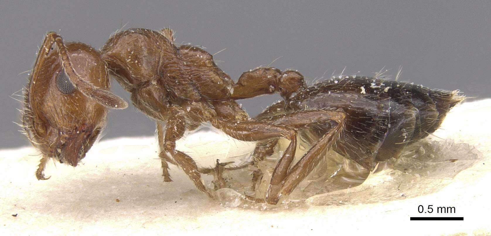 Image of Crematogaster subdentata Mayr 1877