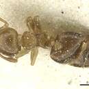 Image de Crematogaster overbecki Viehmeyer 1916