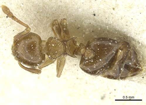 Image of Crematogaster overbecki Viehmeyer 1916