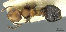 Image of Crematogaster corticicola Mayr 1887