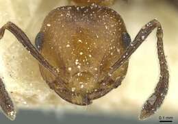 Image of Crematogaster corticicola Mayr 1887