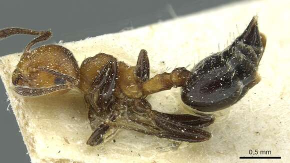 Image of Crematogaster corticicola Mayr 1887