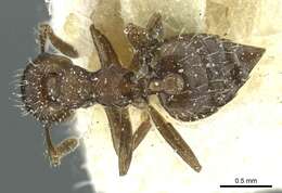 Image of Crematogaster montezumia Smith 1858