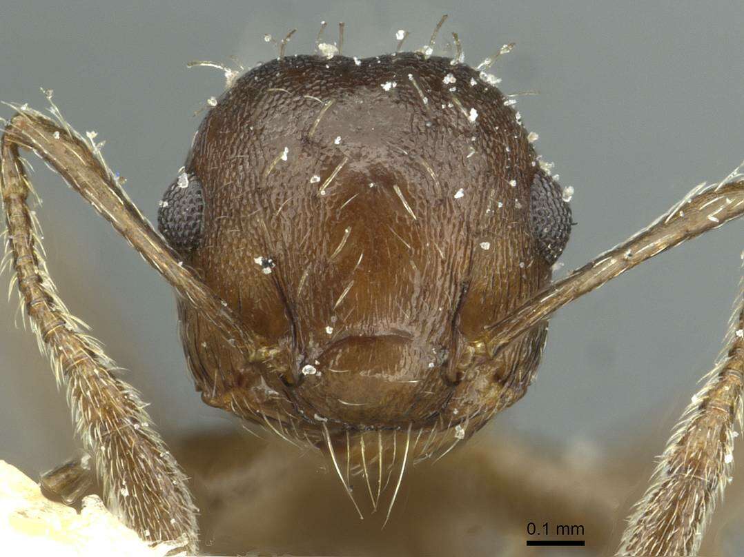 Image of Crematogaster montezumia Smith 1858