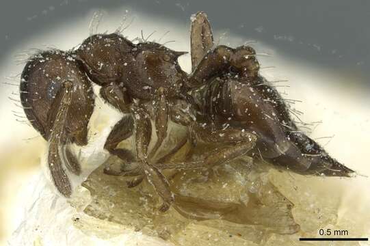 Image of Crematogaster montezumia Smith 1858