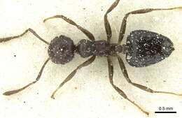 Image of Crematogaster montezumia Smith 1858