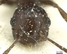 Image of Crematogaster montezumia Smith 1858