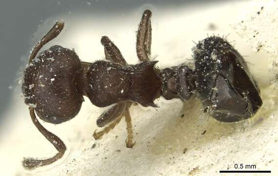 Image of Crematogaster scelerata Santschi 1917