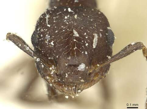 Image of Crematogaster scelerata Santschi 1917