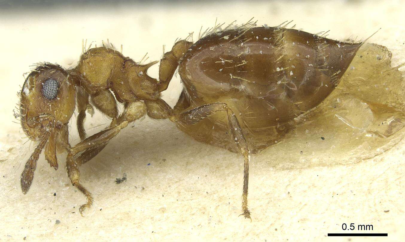 Crematogaster abstinens Forel 1899 resmi