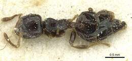 Crematogaster boera Ruzsky 1926 resmi