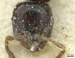 Crematogaster boera Ruzsky 1926 resmi