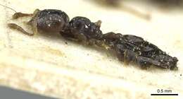 Crematogaster boera Ruzsky 1926 resmi