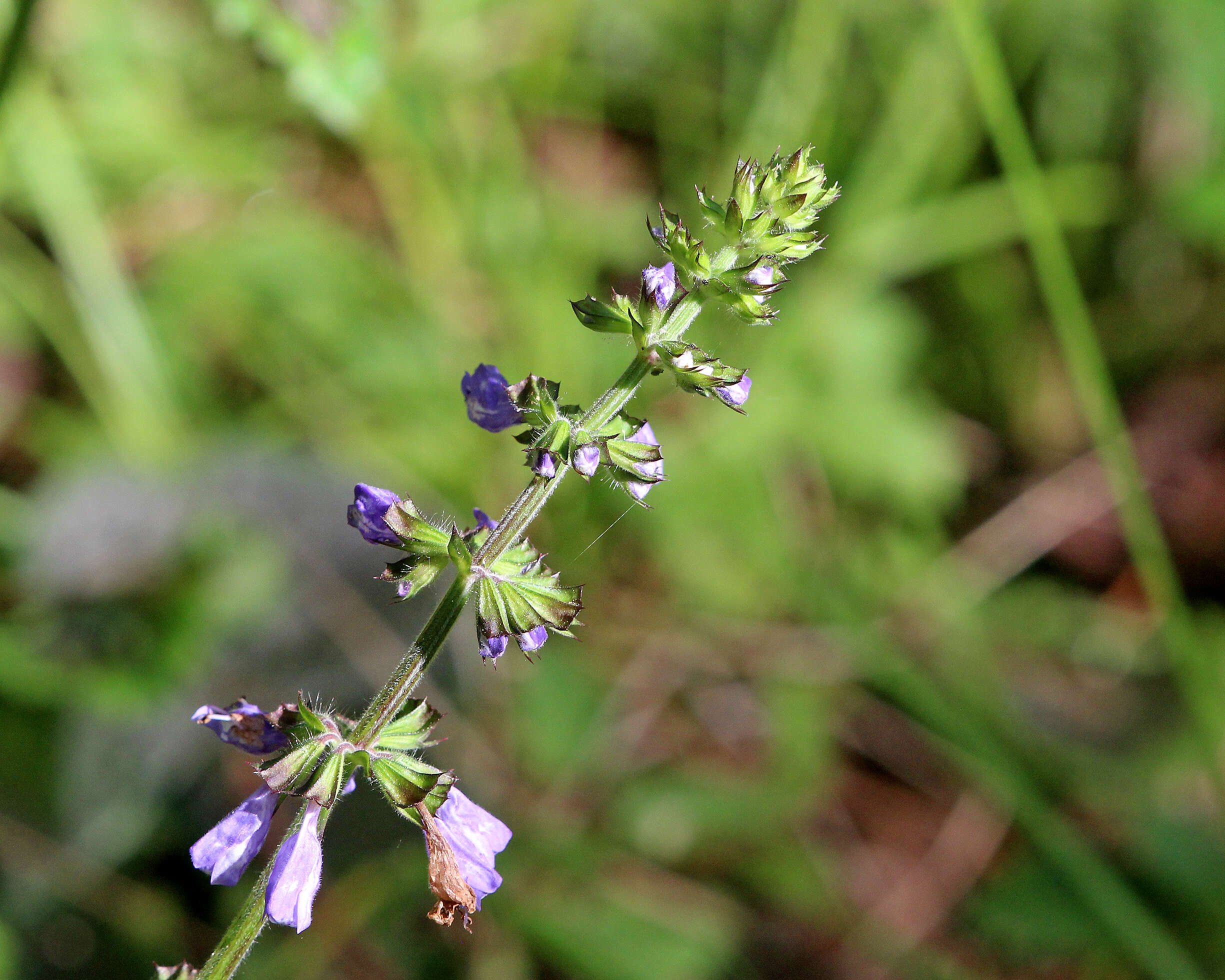 Image of lyreleaf sage